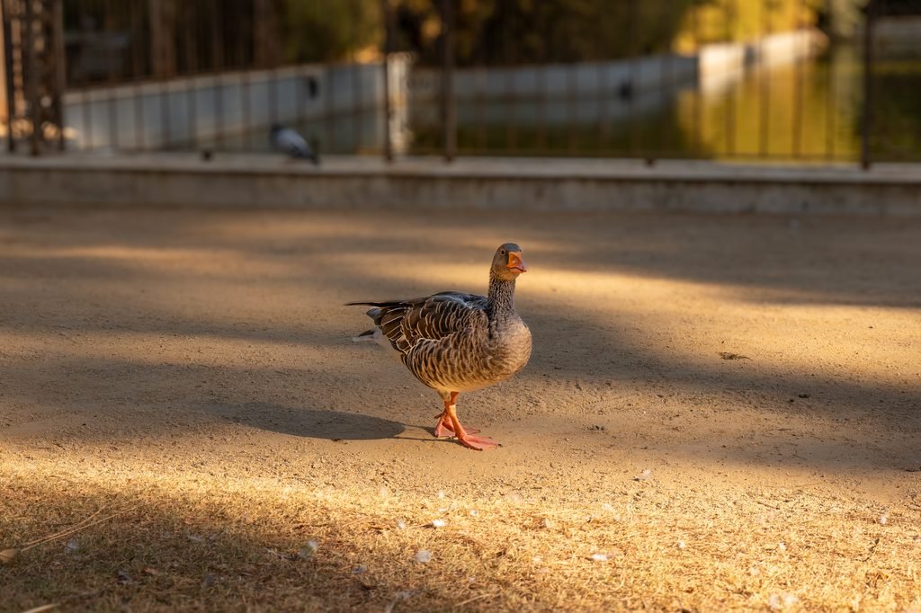 Jardines de Pedralbes