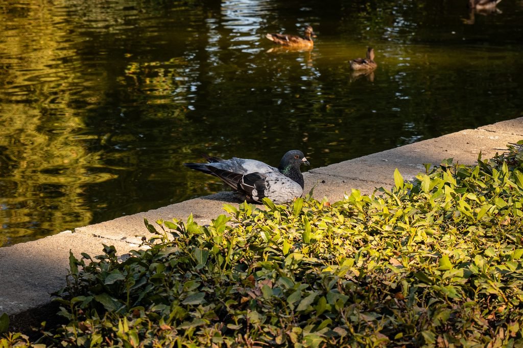 Jardines de Pedralbes