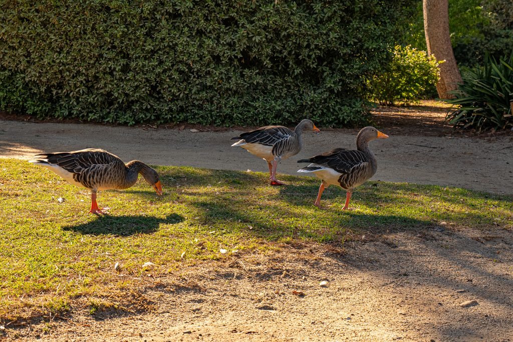 Jardines de Pedralbes