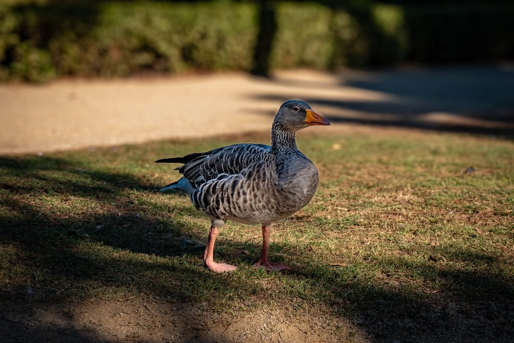 Jardines de Pedralbes