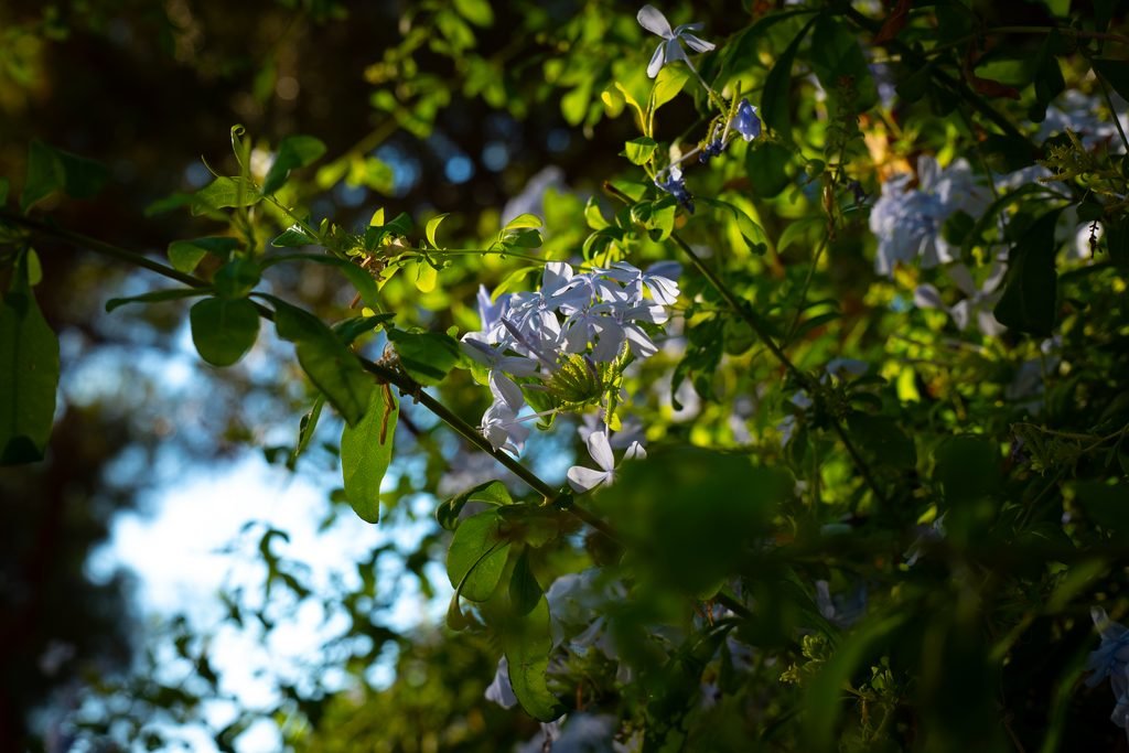 Jardines de Pedralbes
